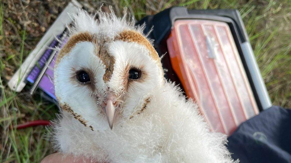 Barn owl chick