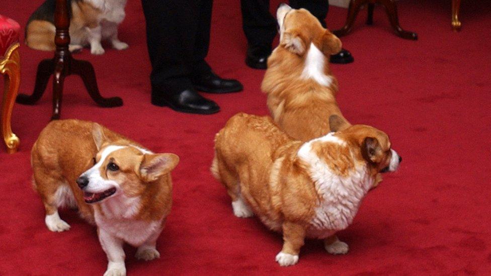 Queen's corgis in 2015