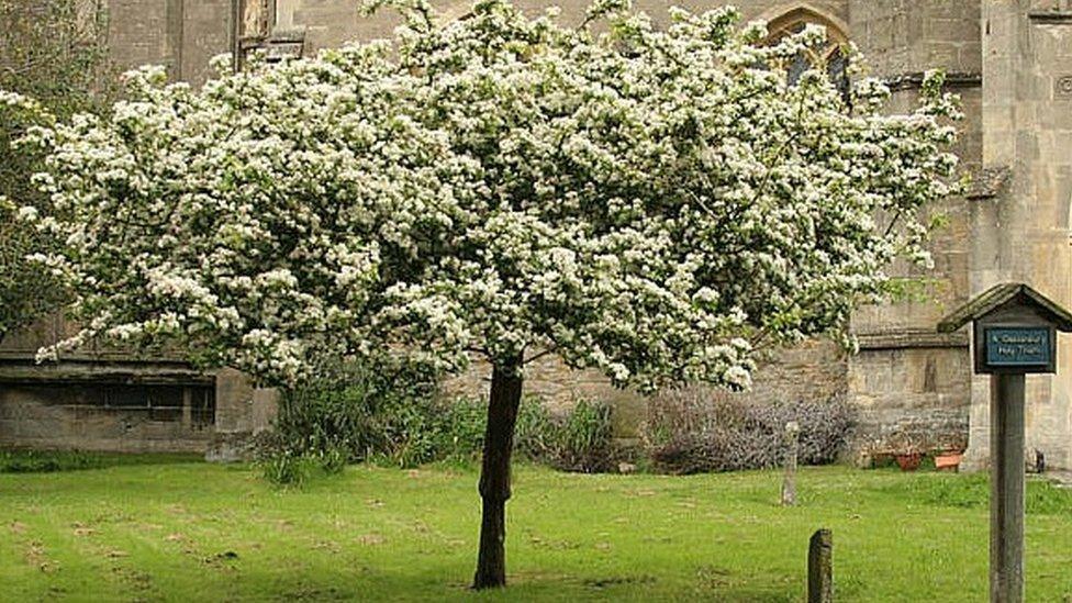 The Holy Thorn at St John the Baptist Church, Glastonbury