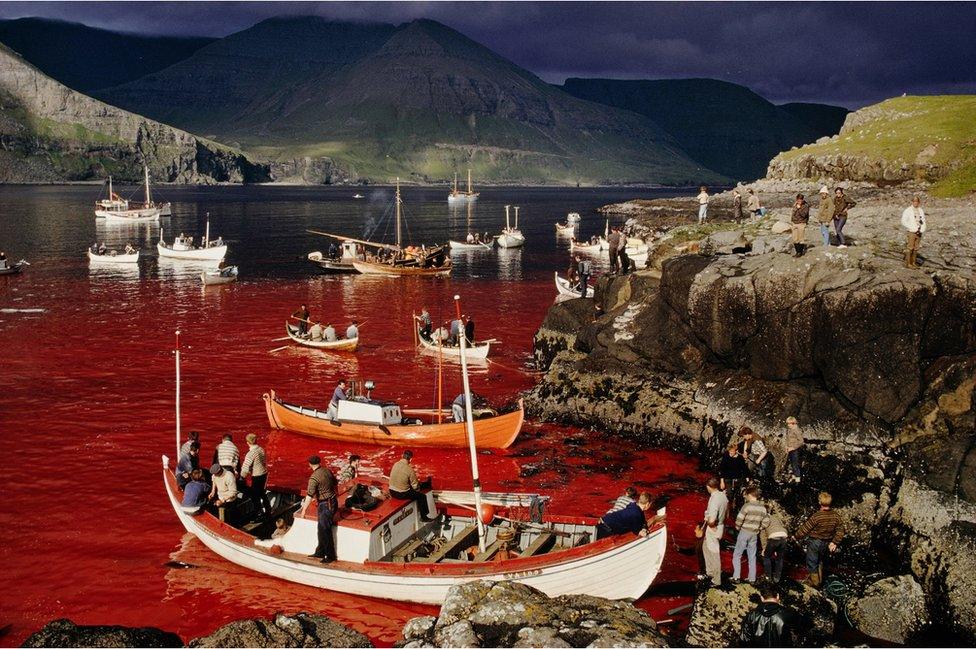 Men in boats float on a blood stained sea during the annual whale hunt in the Faroe Islands