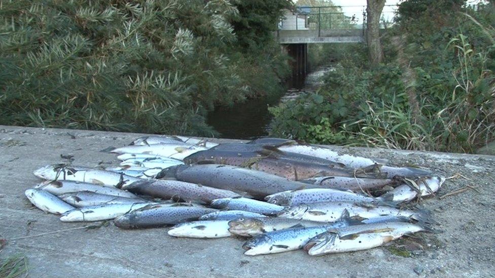 Dead fish at Annsborough River