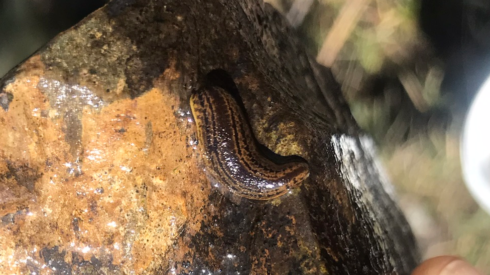 Medicinal leech