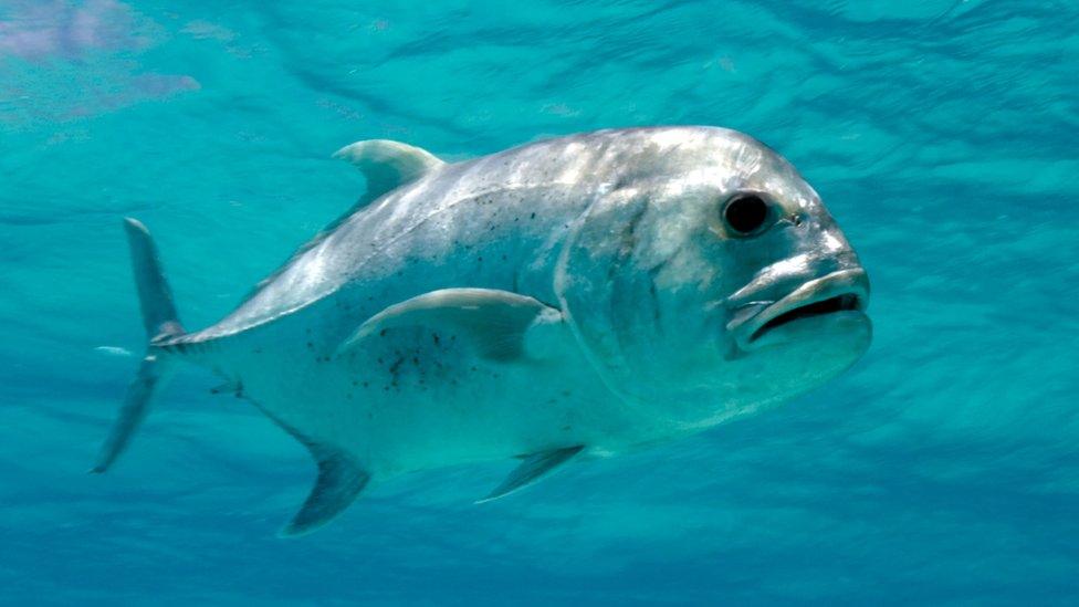 Giant Trevally