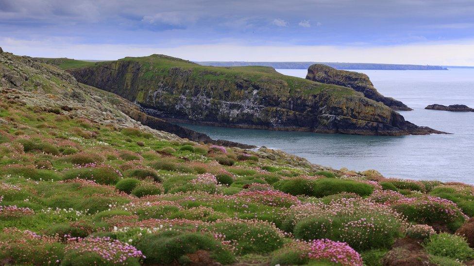 Skomer Island