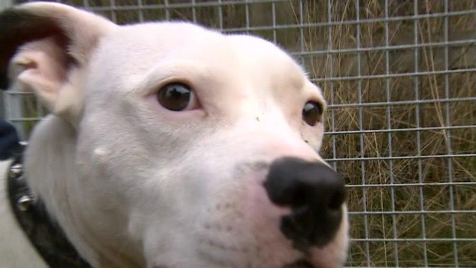 Snoop is being looked after by the RSPCA in Shropshire