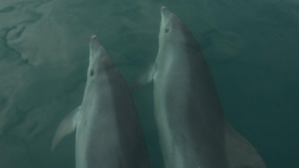 Dolphins swimming underwater