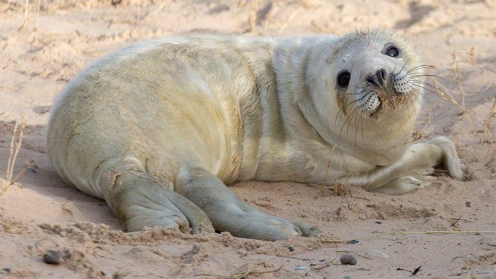 Seal pup with white fur