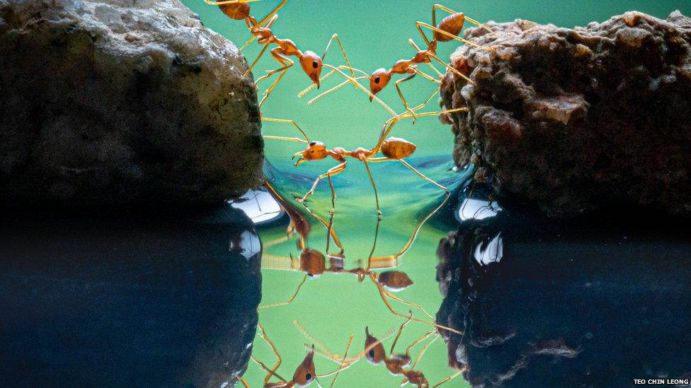 red ants indonoesia