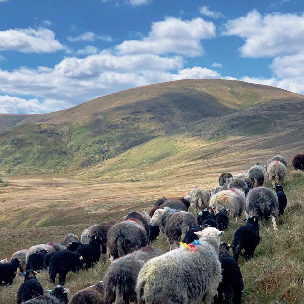 A herd of sheep trek across a hillside