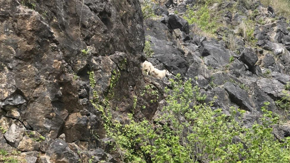 Sheep on a ledge