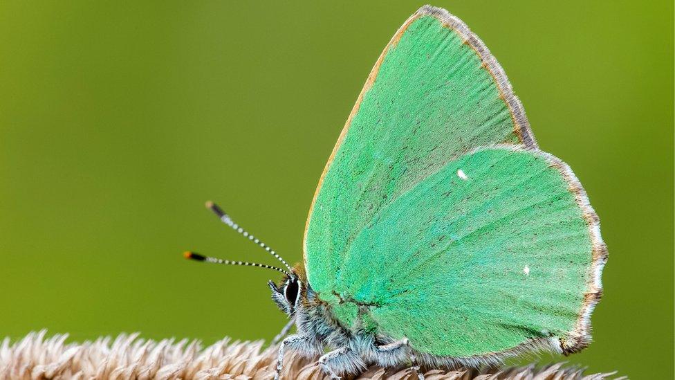 green hairstreak butterfly