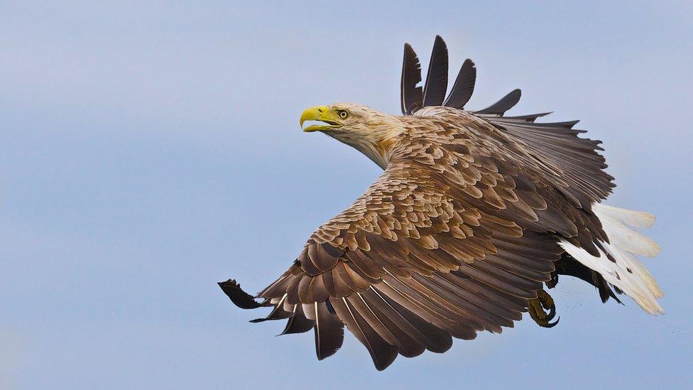 Sea eagle