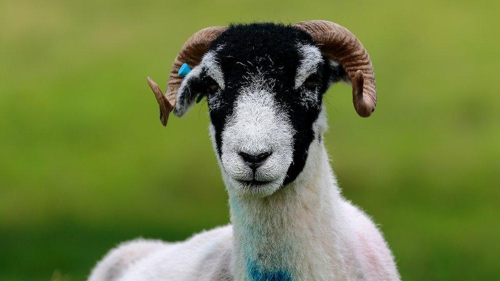 A Swaledale sheep