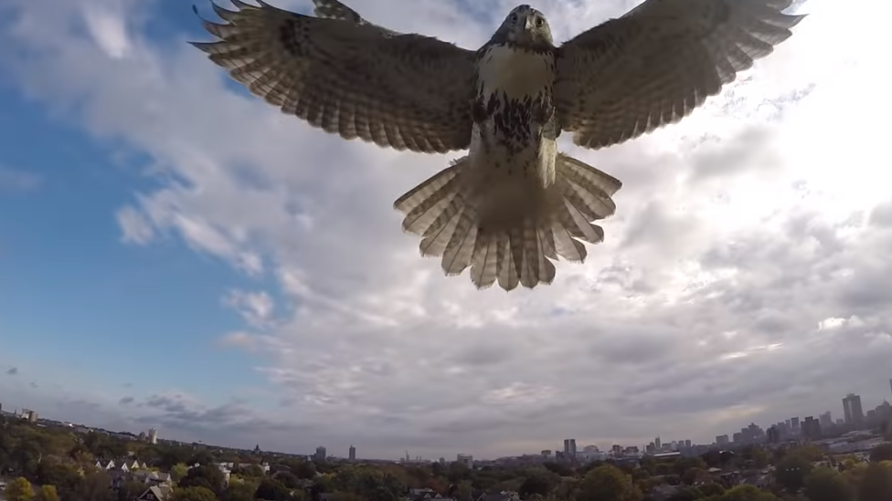 Hawk vs. Drone! (Hawk Attacks Quadcopter)