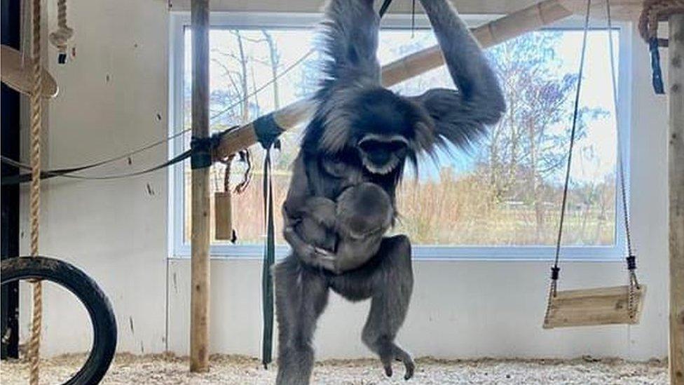 Silvery gibbon mother and infant