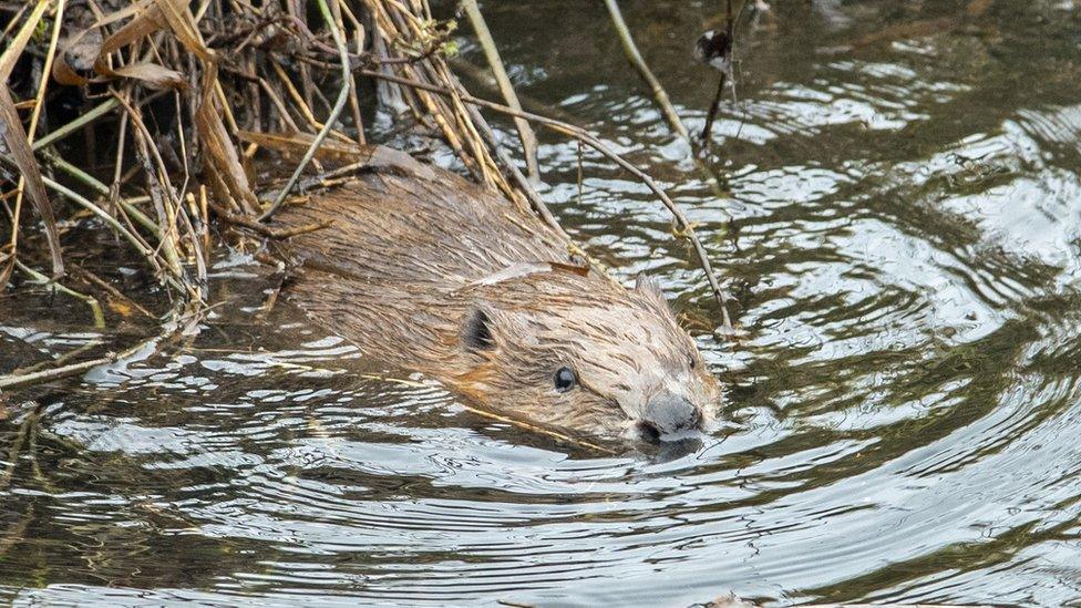 Beaver swimming