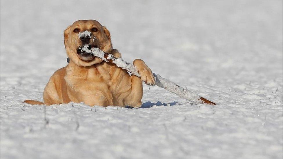 Luke, a five-year-old Labrador, plays in the snow. Pic 30 Jan