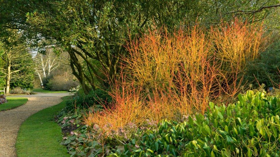 Cornus sanguinea midwinter fire