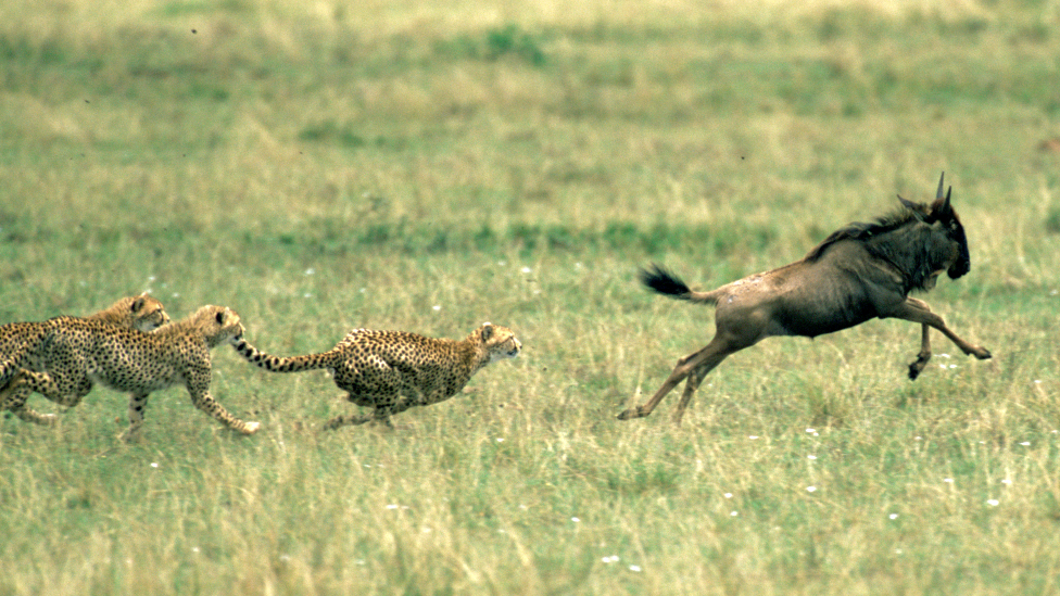 Cheetahs chasing a wildebeest in the Maasai Mara in Kenya