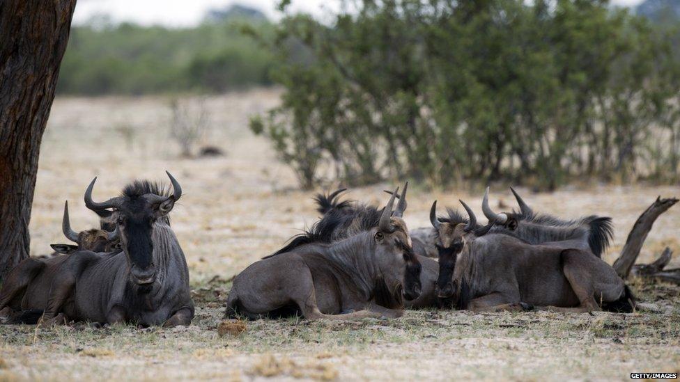 Wildebeests at Hwange National Park