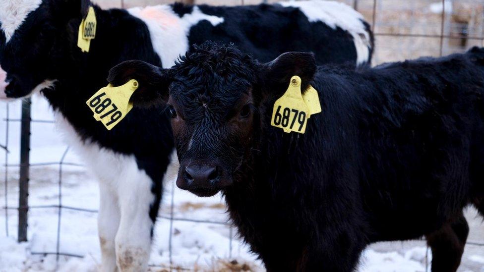 Cow at tri-fecta farm