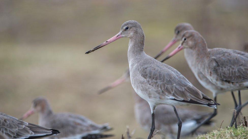 Black-tailed godwit