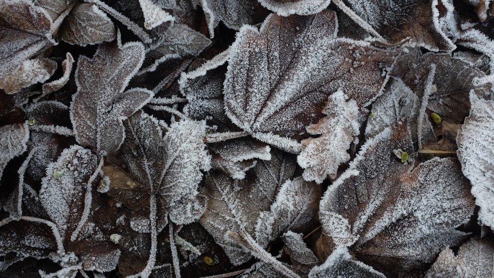 Frosty leaves