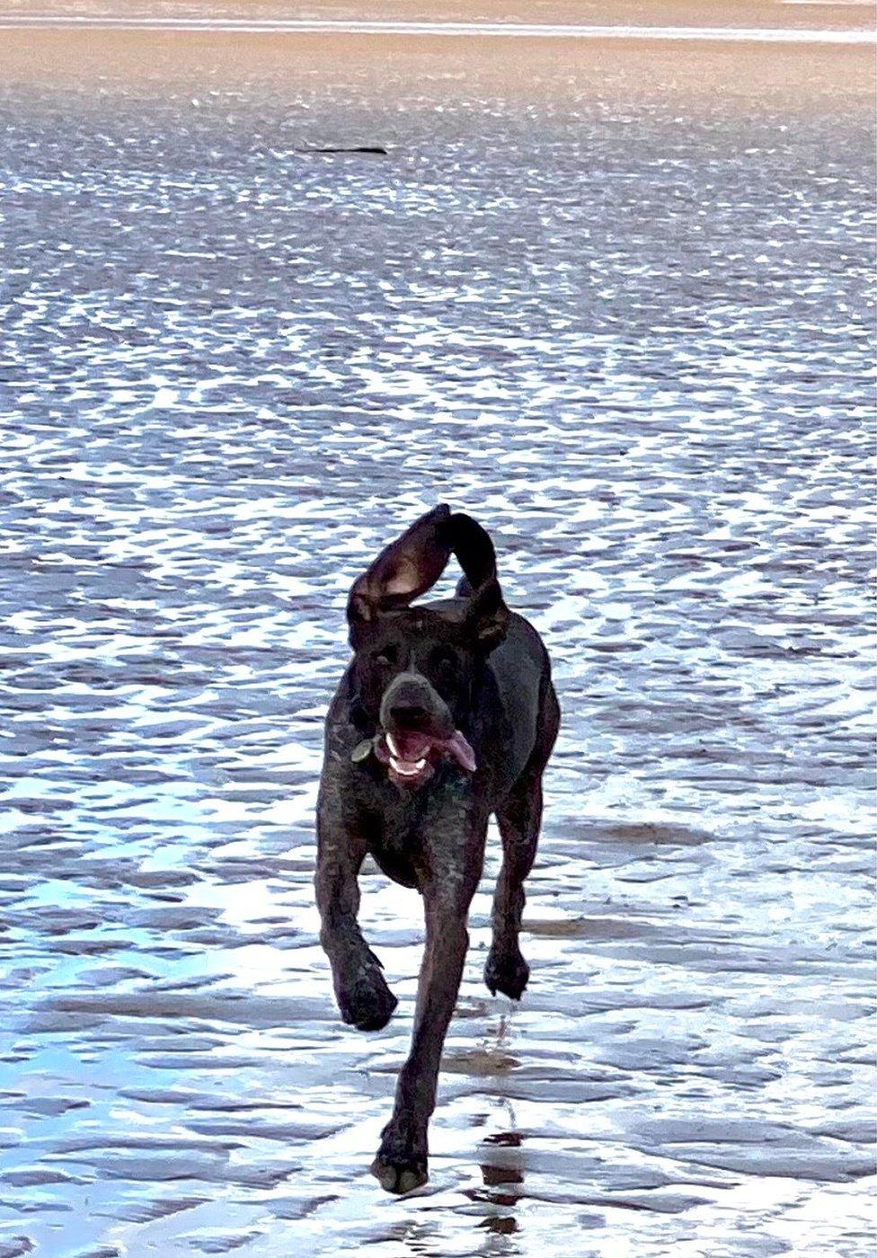 A dog running on wet sand