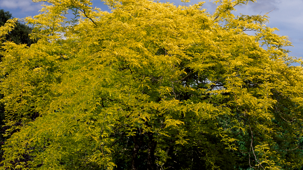 Honey locust tree