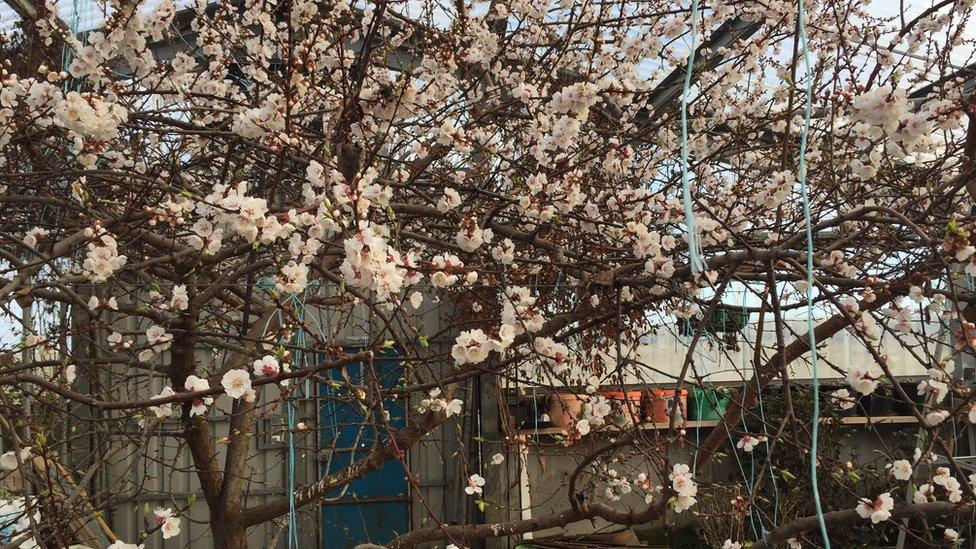 Cherry trees in monastery greenhouse