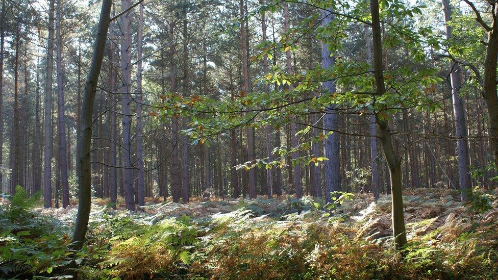 The woodland near Canterbury