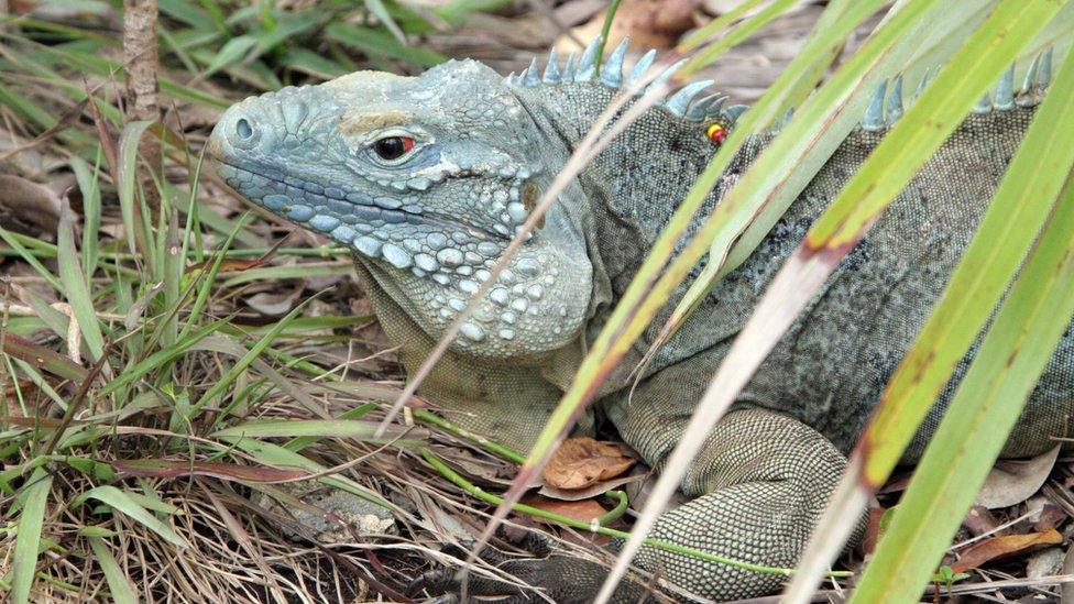 Grand Cayman blue iguana