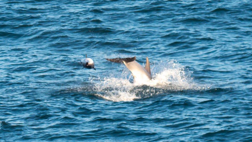 Bottlenose dolphins interacting with a lone harbour porpoise in Cornwall