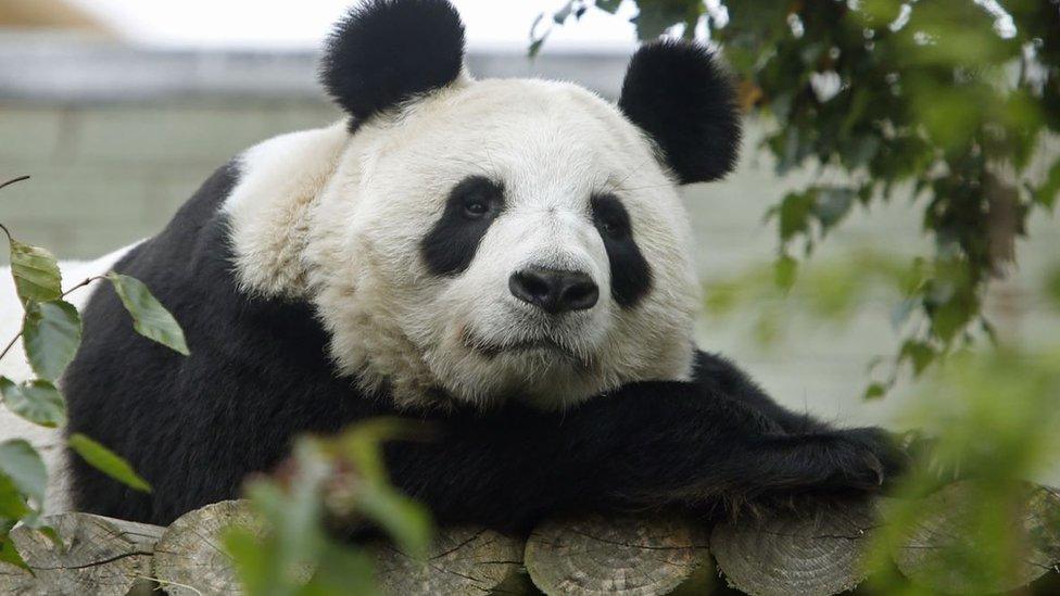 Panda at Edinburgh zoo