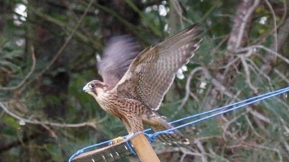 A peregrine falcon recovered by Suffolk Police