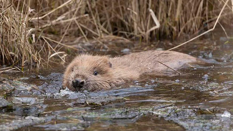 A beaver