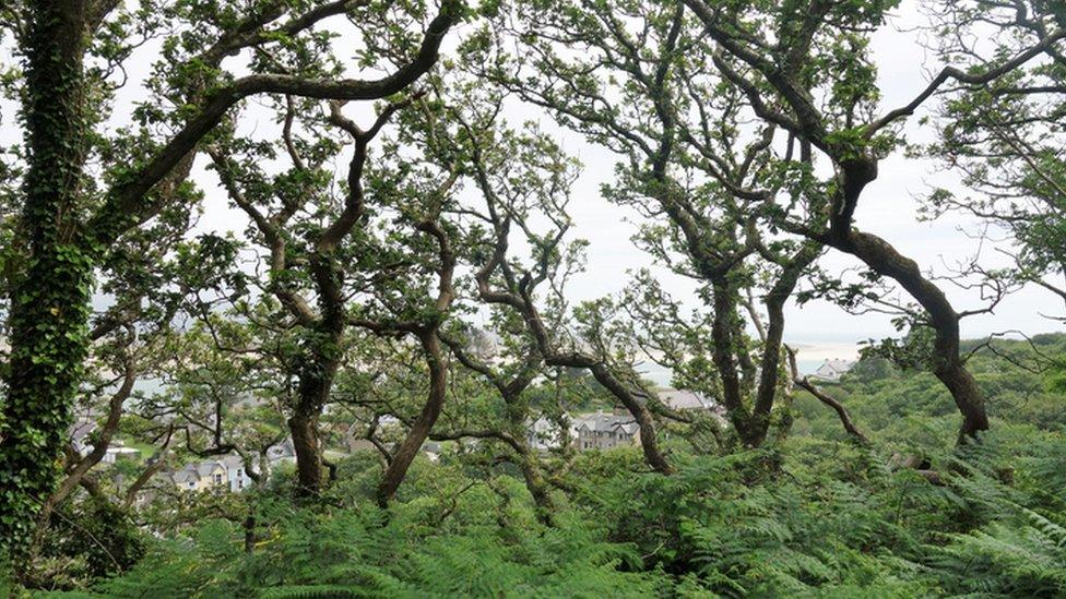 trees and bracken, wales