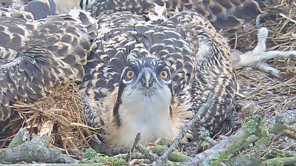 Osprey chick