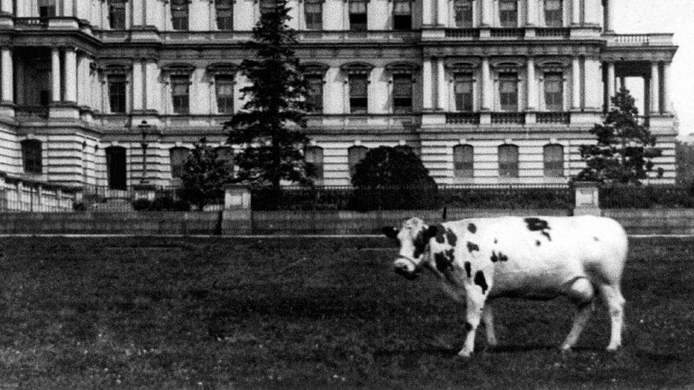 President Taft's cow, Pauline Wayne, on the lawn on of the State, War, and Navy Building, circa 1909