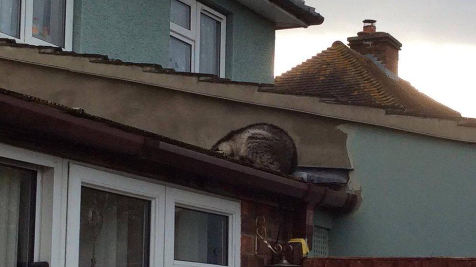 Raccoon on roof