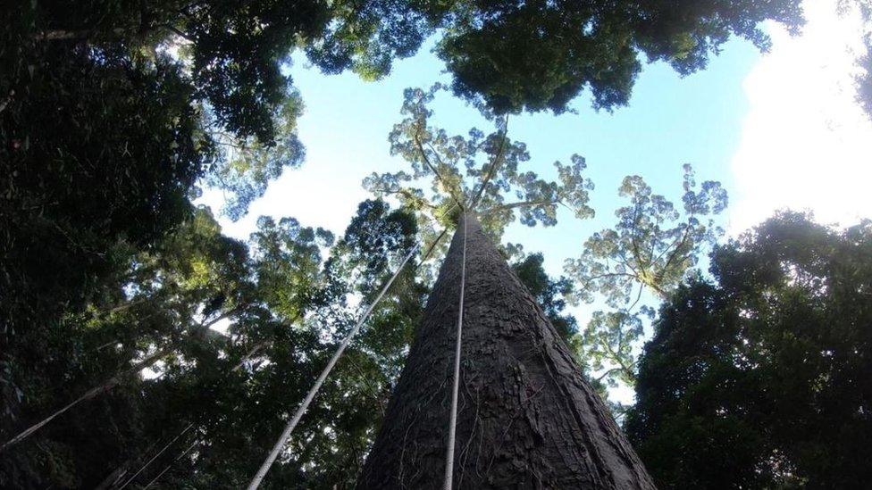 Tree shown with harnesses hanging from it