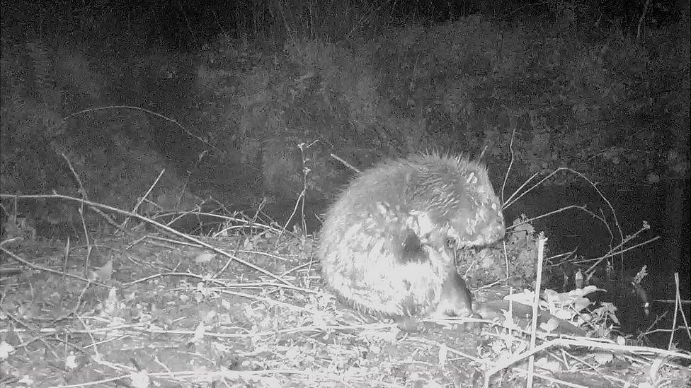 Beaver on the Holnicote Estate