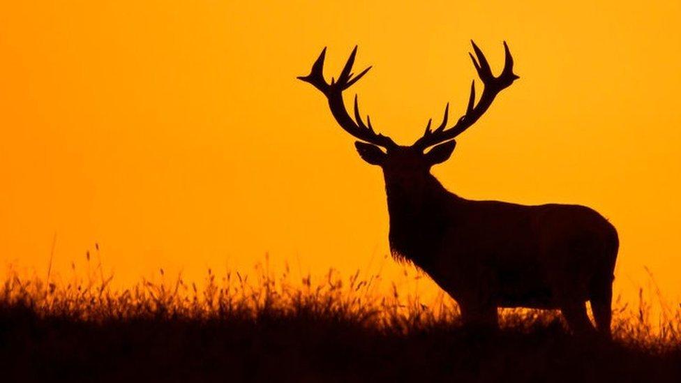 Red deer stag