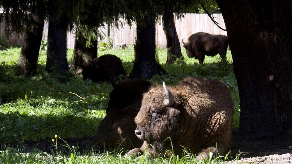 European bison in Bialowieza Forest, 2010 file pic