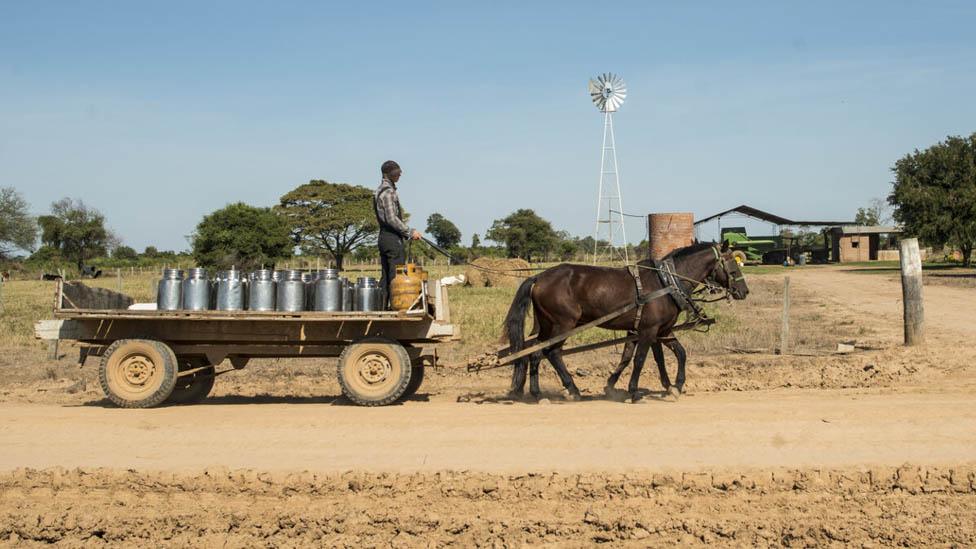 One of the milkman of Manitoba colony