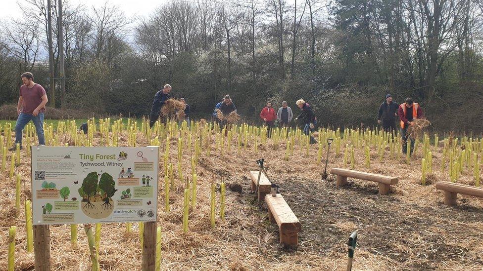 Witney’s Tiny Forest at the end of planting day, March 2020