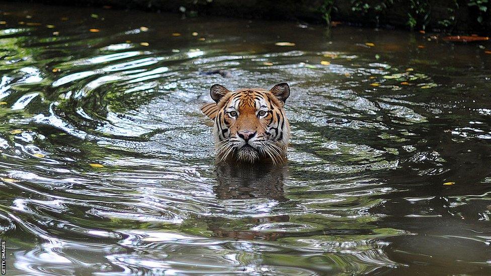 Malayan Tiger