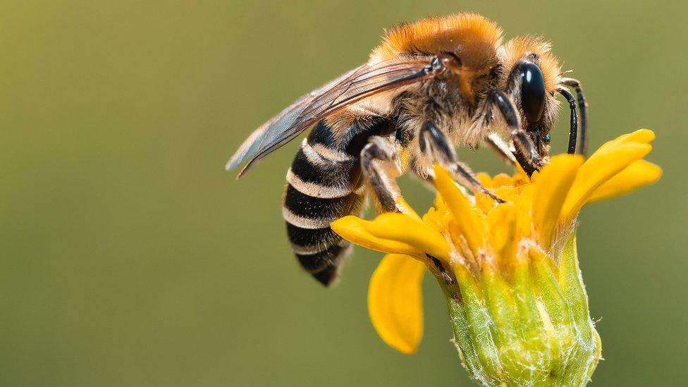 Bee on flower