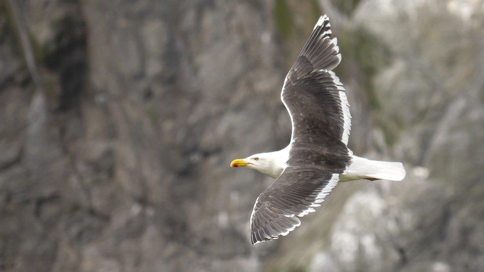 Great black-backed gull