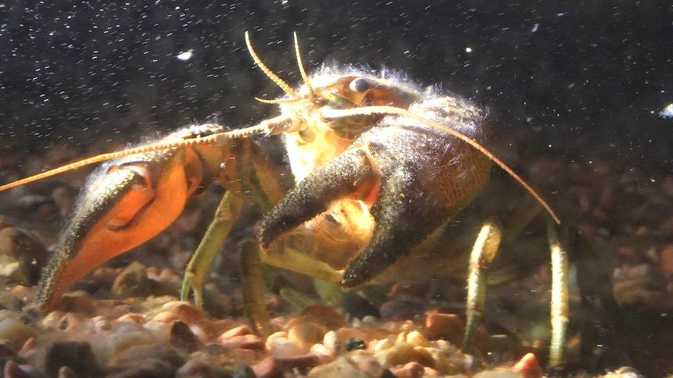 White-clawed crayfish